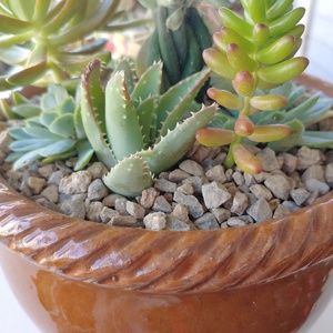 Succelants Arrangements